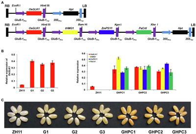 Rice carotenoid biofortification and yield improvement conferred by endosperm-specific overexpression of OsGLK1